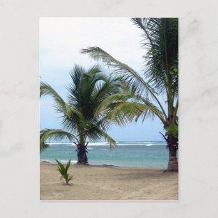 Beach in Dominican Republic Postcard