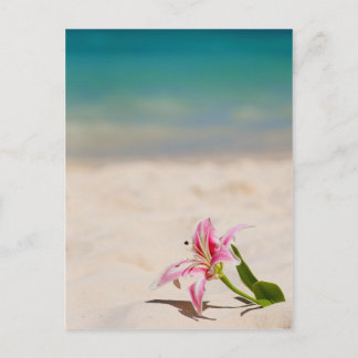 Beach Lily Postcard