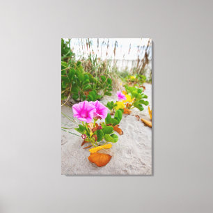 Beach Morning Glory (Ipomoea Stolonifera) Canvas Print