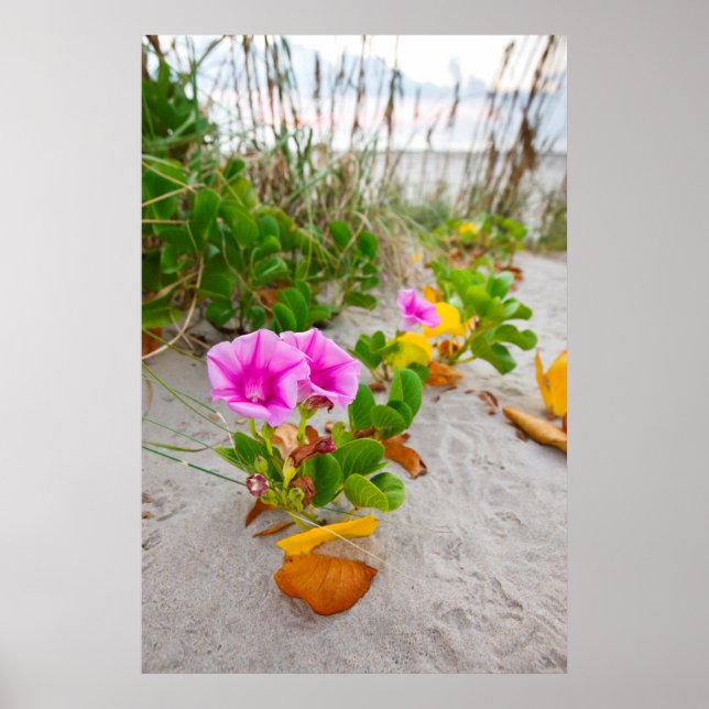 Beach Morning Glory (Ipomoea Stolonifera) Poster (Front)