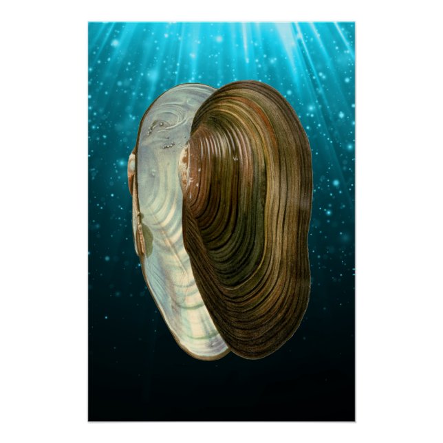 Beach Ocean Sea Shells  Poster (Front)