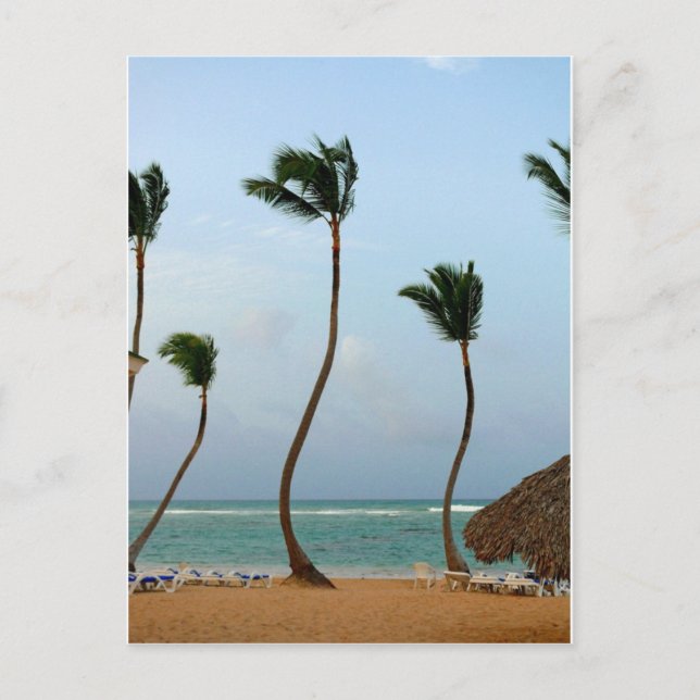 Beach Palm Postcard (Front)