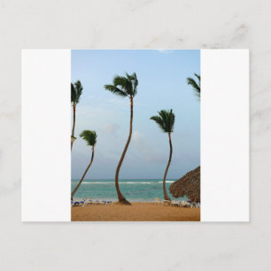 Beach Palm Postcard