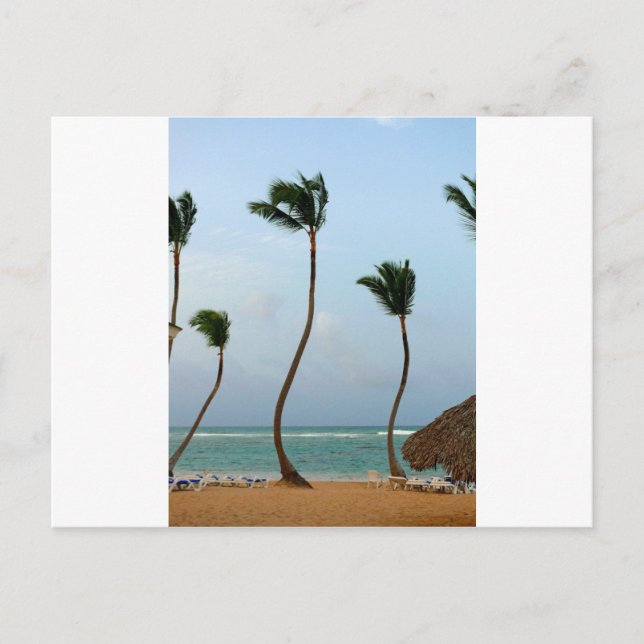 Beach Palm Postcard (Front)