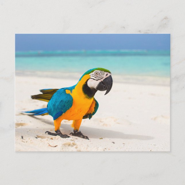 Beach Parrot Postcard (Front)