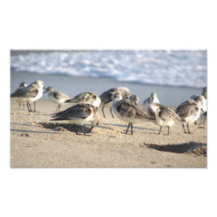 Beach Party. Sebastian Inlet. Photo Print