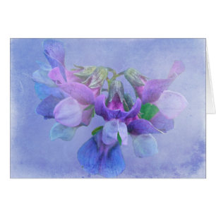 Beach Pea Flowers