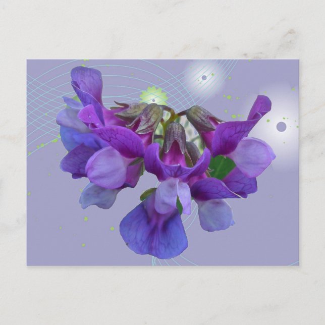 Beach Pea (Lathyrus maritimus) Coordinating Items Postcard (Front)