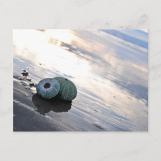 Beach Photo Postcard