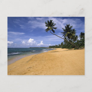 Beach Puerto Rico 2 Postcard