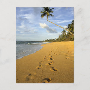 Beach Puerto Rico Postcard