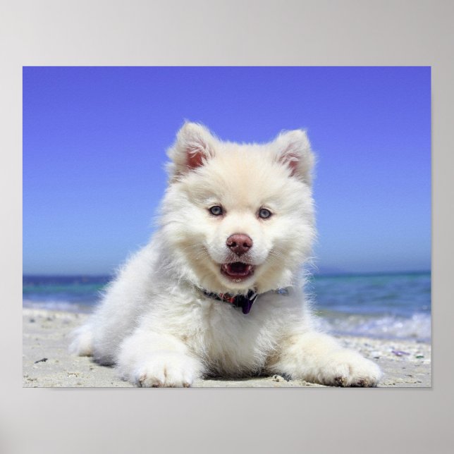 Beach Puppy Dog Fluffy White Animal Summer Photogr Poster (Front)