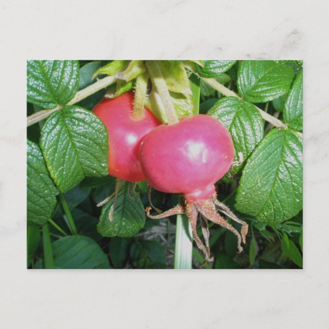 Beach Rose Hips Postcard (Front)