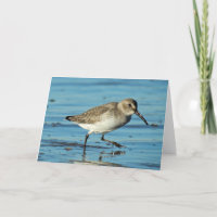 Beach Scene - Dunlin
