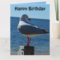 Beach Sea Gull, Jumbo Birthday Card