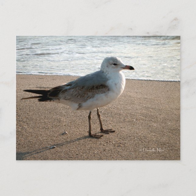 Beach Seagull Postcard (Front)