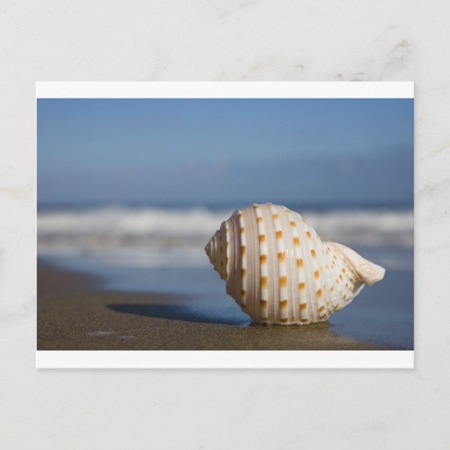Beach Seashell Postcard (Front)