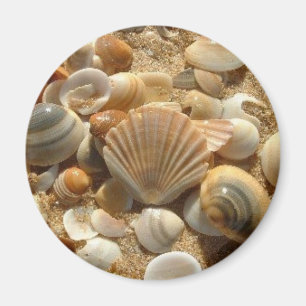 Beach Shells Magnet