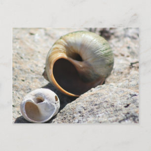 Beach Shells Postcard
