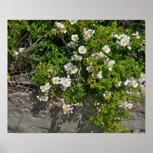 Beach-side Wild White Roses Poster