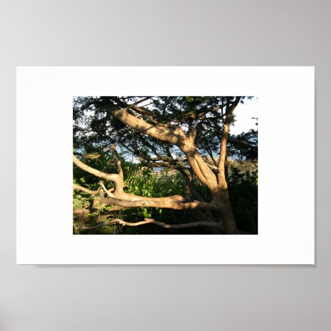 Beach Tree, Ogunquit, Maine Poster (Front)