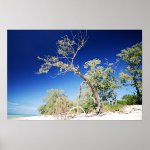 Beach Tree Poster