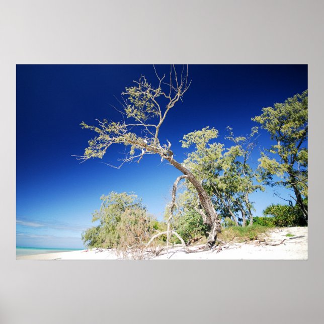 Beach Tree Poster (Front)