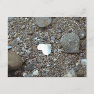 Beach Wedding Seashell Heart Postcard