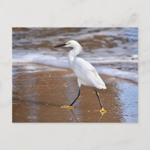 Beach White Egret Bird cards Nature note card