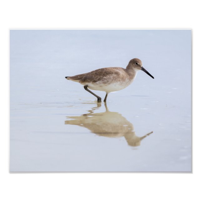 Beach Willet Photo Print (Front)