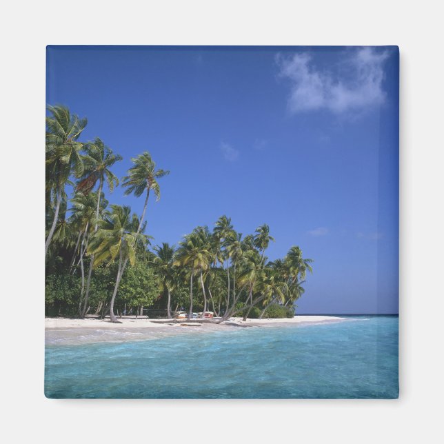Beach with palm trees, Maldives Magnet (Front)
