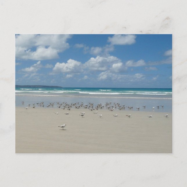 Beach with Seagulls Postcard (Front)