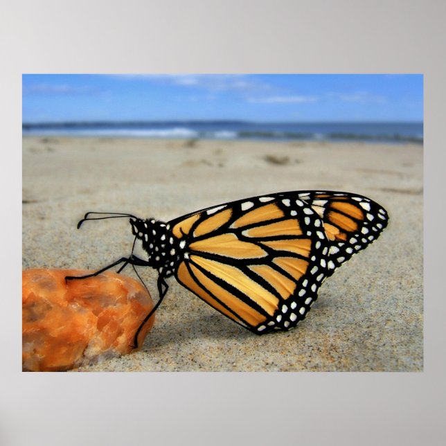 Beached Butterfly  by TDGallery Poster (Front)