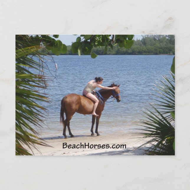 BeachHorses.com Postcard (Front)