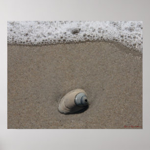 Beachy Clamshell Poster