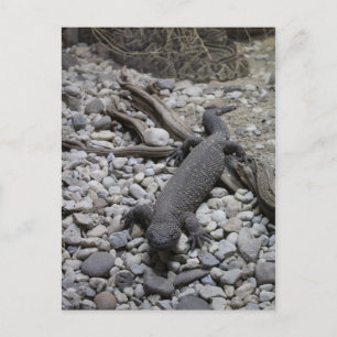 Beaded Lizard # 2 Postcard