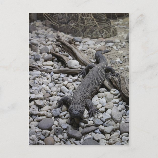 Beaded Lizard # 2 Postcard (Front)