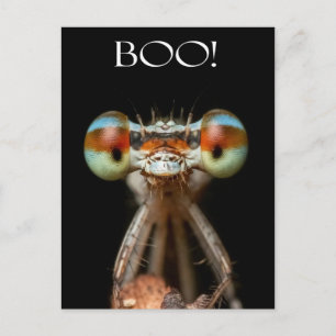 Beady-Eyed Damselfly Postcard