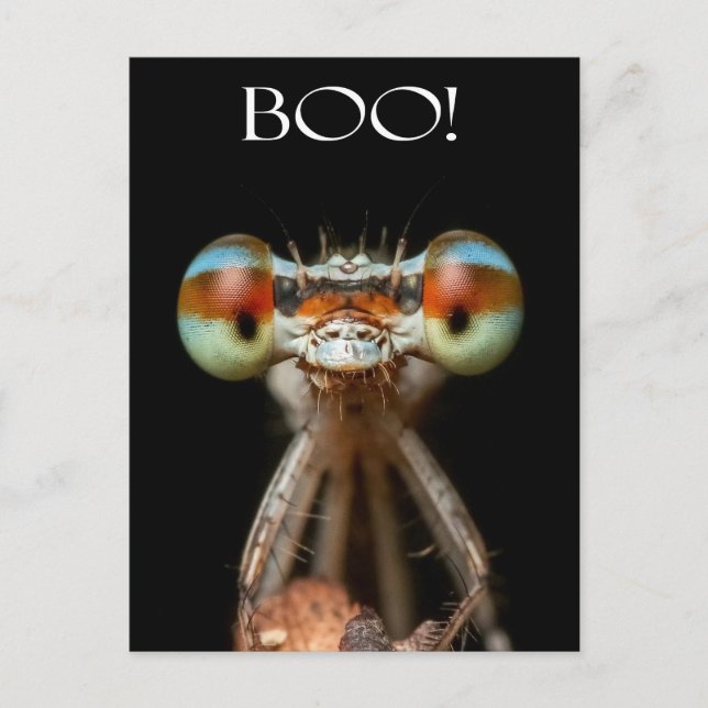 Beady-Eyed Damselfly Postcard (Front)