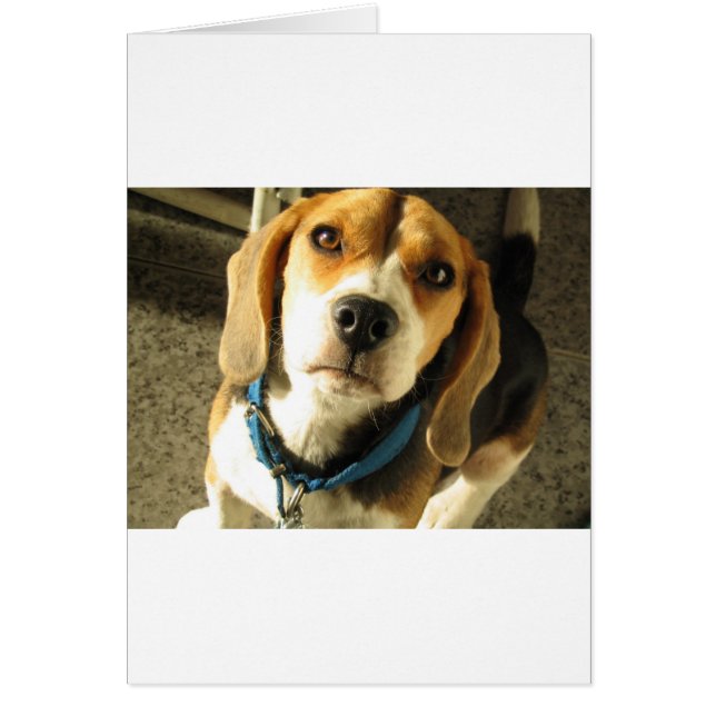 Beagle (Front)