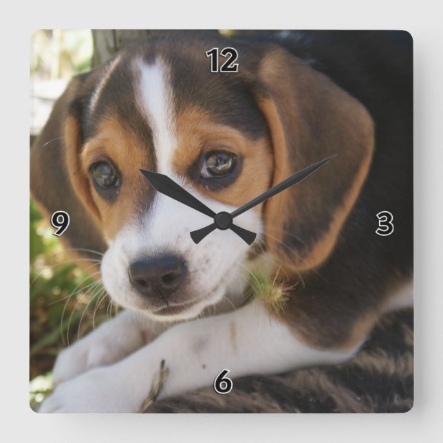 Beagle Baby Dog Square Wall Clock (Front)