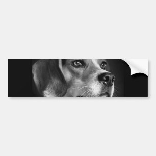 Beagle Bumper Sticker
