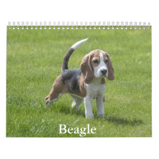 Beagle Calendar