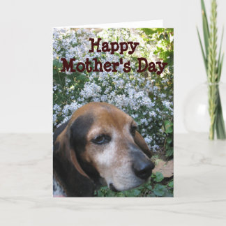 Beagle Card