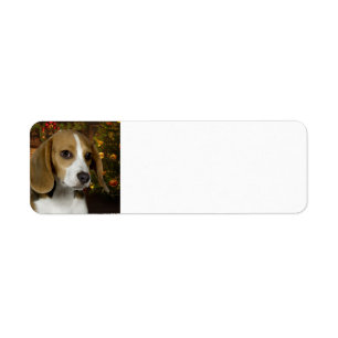 Beagle Christmas Return Address Label