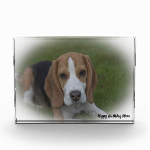 Beagle Dog. Photo Block