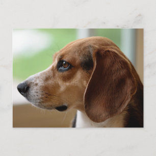 Beagle Dog Portrait Postcard