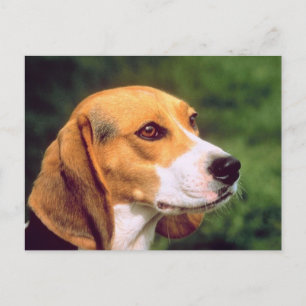 Beagle Dog Postcard