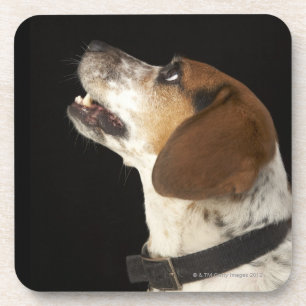 Beagle dog with black collar profile coaster