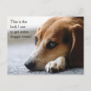 Beagle "Extra Doggie Treats" postcard